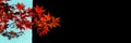 Red maple leaves on panoramic black background whith copyspace, autumn concept