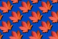Red maple leaves pattern on blue background. Top view. Flat lay. Season concept. Creative layout of colorful autumn leaves Royalty Free Stock Photo