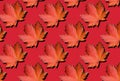 Red maple leaves pattern on bordo background. Top view. Flat lay. Season concept. Creative layout of colorful autumn leaves Royalty Free Stock Photo