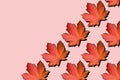 Red maple leaves pattern on pink background. Top view. Flat lay. Season concept. Creative layout of colorful autumn leaves Royalty Free Stock Photo