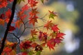 Red maple leaves and the rain Royalty Free Stock Photo