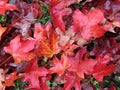 Red Maple Leaves in the Rain Royalty Free Stock Photo