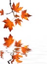 Red maple leaves reflection Royalty Free Stock Photo