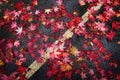 Red Maple Leaves on Road Wet with Rain Drops from Storm Royalty Free Stock Photo