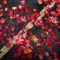 Red Maple Leaves on Road Wet with Rain Drops from Storm Royalty Free Stock Photo