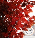 Red maple leaves season change to autumn sapporo hokkado japan