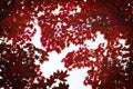 Red maple leaves sea change to autumn sapporo hokkado japan