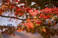 Red maple leaves on tree in autunm season Royalty Free Stock Photo