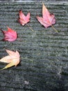 Red maple leaves on stone road