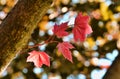 Red maple leaves, symbol of Canada Royalty Free Stock Photo