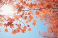 Red maple leaves on top of tree on blue sky background Royalty Free Stock Photo