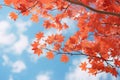 Red maple leaves on top of tree on blue sky background Royalty Free Stock Photo