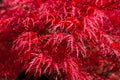 Red Maple leaves on the tree in autumn. Japanese Maple Acer Palmatum Tamukeyama. Selective Focus. Shallow DOF Royalty Free Stock Photo