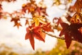 Red maple leaves on tree branch in an autumn park against blue sky. Canada Day. Royalty Free Stock Photo