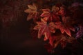 Red maple leaves on tree branch with red blurry background use as natural winter autumn fall background or backdrop and