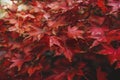 Red maple leaves tree with rain drops in the morning, Autumnal leaves with water drops after rain, Fresh natural background in Royalty Free Stock Photo