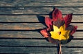 Red and yellow maple leaves on a wooden bench Royalty Free Stock Photo