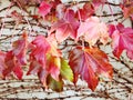 Red Maple  Leaves on a Wall Background Royalty Free Stock Photo