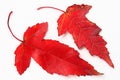 Red maple leavs Royalty Free Stock Photo