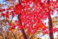 Red MAple in Piagol, Jirisan Mountain, Guerye, Jeonnam, South Korea Royalty Free Stock Photo