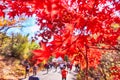 Red MAple in Piagol, Jirisan Mountain, Guerye, Jeonnam, South Korea Royalty Free Stock Photo