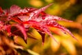 Red maple with rain drops