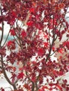 Red maple`s leaves