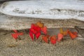 Red maple seedlings against bleached driftwood in northwestern M