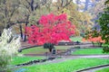 Red Maple Tree