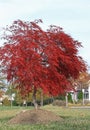 Red Maple Tree Royalty Free Stock Photo