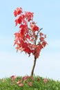 Red maple tree Royalty Free Stock Photo