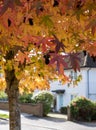 Red maple tree, also known as Acer Rubrum, in a blaze of colour in autumn. Photographed in Pinner, Middlesex, UK