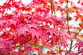 Red maple tree. Autumn is coming. Vibrant maple leaves close up. Autumnal background. Branch maple leaves backdrop Royalty Free Stock Photo