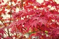 Red maple tree. Autumn is coming. Vibrant maple leaves close up. Autumnal background. Branch maple leaves backdrop Royalty Free Stock Photo