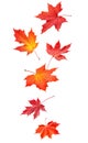 Red maple tree autumn leaves falling isolated on white. Vertical generative AI realistic illustration Royalty Free Stock Photo