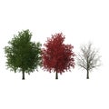 Red maple tree autumn, summer, winter isolated on white background. 3D illustration Royalty Free Stock Photo