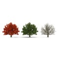 Red maple tree autumn, summer, winter isolated on white background. 3D illustration