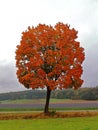 Fiery red maple tree in autumnal landscape