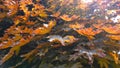 Red maple tree with big and bright leaves in the morning sun close up. Acer rubrum, the red maple, also known as swamp, water or s Royalty Free Stock Photo