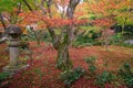 Red maple tree on Enkoji temple garden in Kyoto