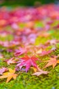 Red maple tree fall in the garden with golden sunlight and blurred background, Japan Red maple leaves/ branches in autumn season i Royalty Free Stock Photo