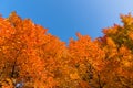 Red maple tree with golden sunlight and blue sky background, Japan.Red maple leaves/ branches in autumn season isolated on white b Royalty Free Stock Photo