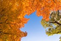 Red maple tree with golden sunlight and blue sky background, Japan.Red maple leaves/ branches in autumn season isolated on white b Royalty Free Stock Photo