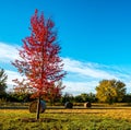 Red maple tree with hay bales Royalty Free Stock Photo