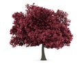 Red Maple Tree Isolated On White