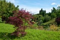 Red maple tree in a japanese garden Royalty Free Stock Photo