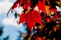 Red Maple tree leaf, back lit Royalty Free Stock Photo