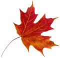 Red Maple Tree Leaf, Isolated Royalty Free Stock Photo