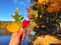 Red maple tree leaf , yellow elm leaf and a green oak leaf Royalty Free Stock Photo