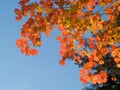 Red Maple Tree Leaves Against Blue Sky